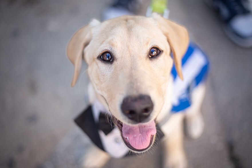 I Took Photos Of Amazing Service Dogs In Training Bring, And They Absolute Joy To Hospital Patients (9 Pics)