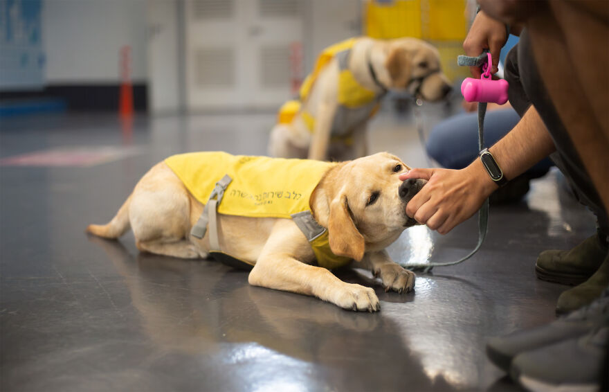 I Took Photos Of Amazing Service Dogs In Training Bring, And They Absolute Joy To Hospital Patients (9 Pics)