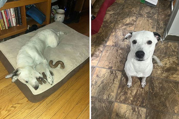 I’m A Dog Mom Again!