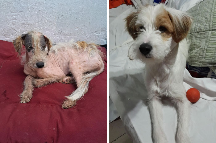 I Present To You Indico, He Is A Puppy That I Rescued From A Shelter. He Came Home All Hurt And Skinny