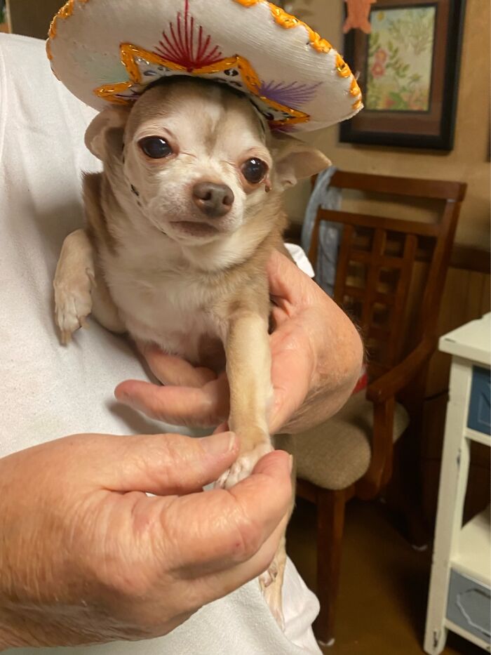 My Sweet Rescue Chi Baby Who I Almost Lost Two Days After I Got Him, The Great Gatsby! ❤️❤️❤️🥰🥰🥰