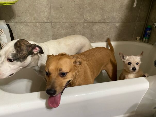 Abraham Lincoln, Elizabeth Blackwell, And Theodore Roosevelt Are *usually* Happy To Be Here