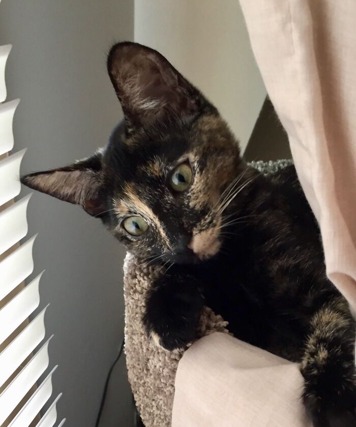 Photogenic Phoebe In Cat Tree By Window