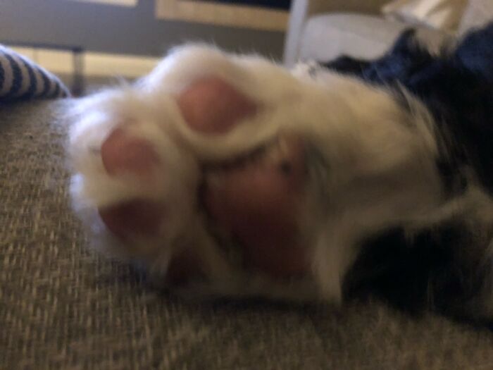 Stewart’s Baby Toes