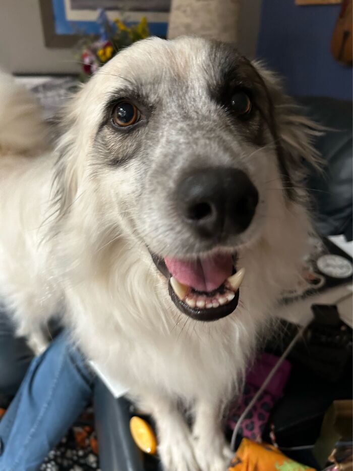 This Is Badger. His Mom Was Killed By Aggressive Dogs Leaving Him And His Two Siblings 😢