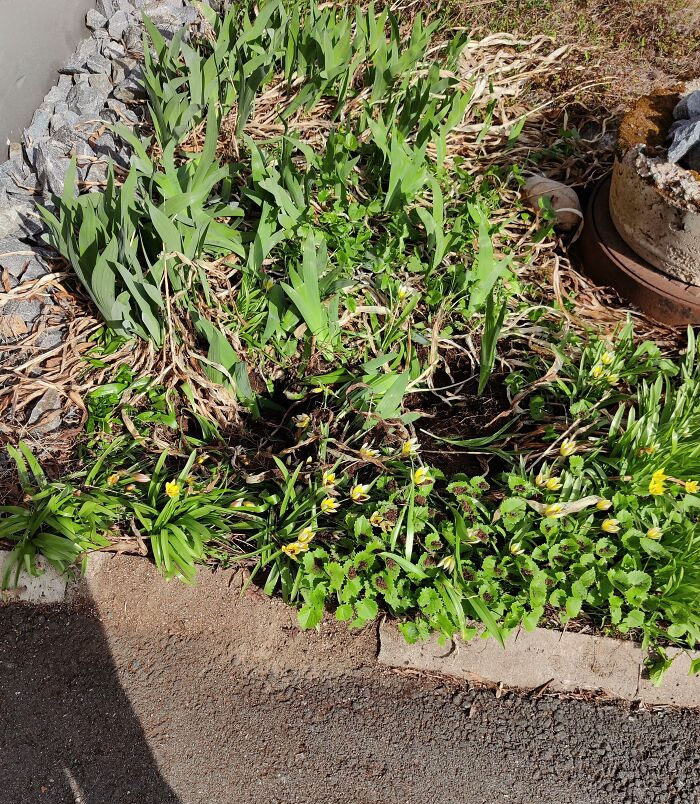Father-In-Law Visited Us And Took Flowers From My Flower Bed. And My Husband Helped Him