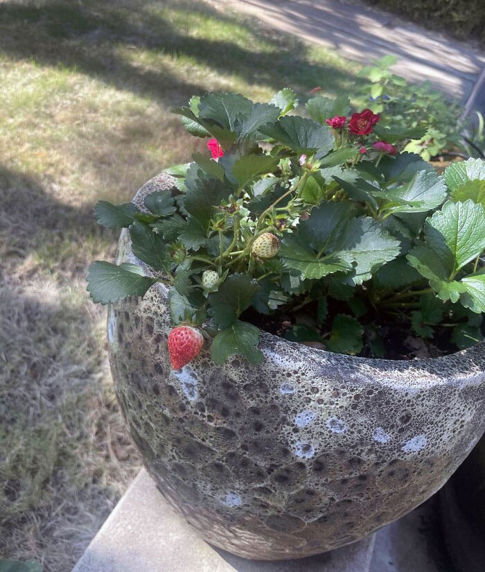 Mi suegra comiéndose las primeras fresas que hemos cultivado