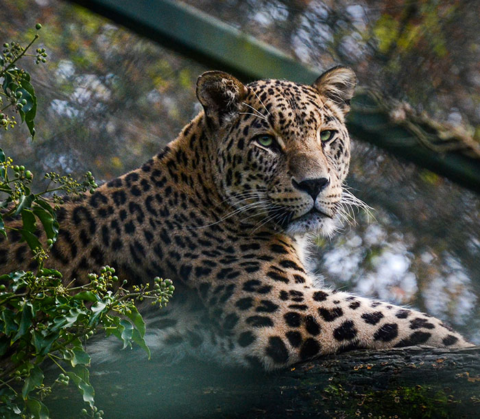 World&rsquo;s First Jaguar Cub Born By Artificial Insemination Was Eaten By Mom, Scientists Persevere
