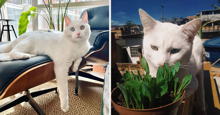 Khao Manee: Profile, Characteristics, And Care