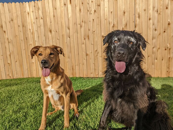 Owner Documents His Pup&rsquo;s Stunning Fur Transformation, And People Online Can&rsquo;t Get Enough