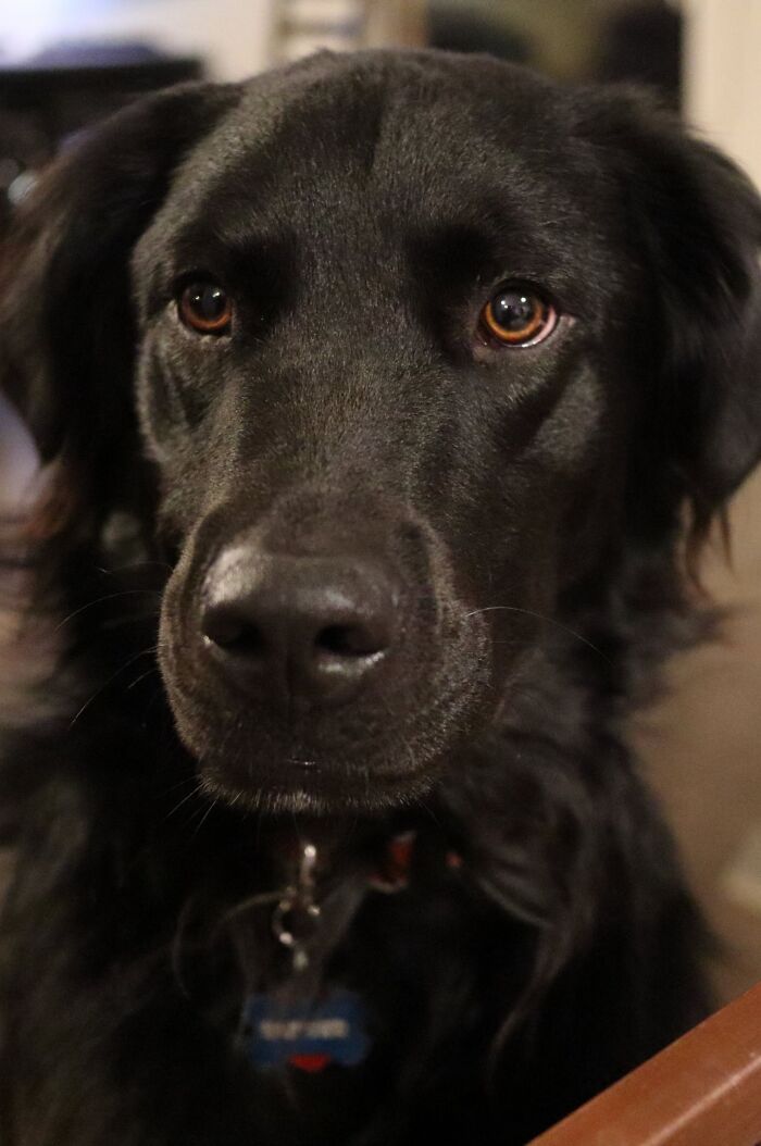 Owner Documents His Pup&rsquo;s Stunning Fur Transformation, And People Online Can&rsquo;t Get Enough