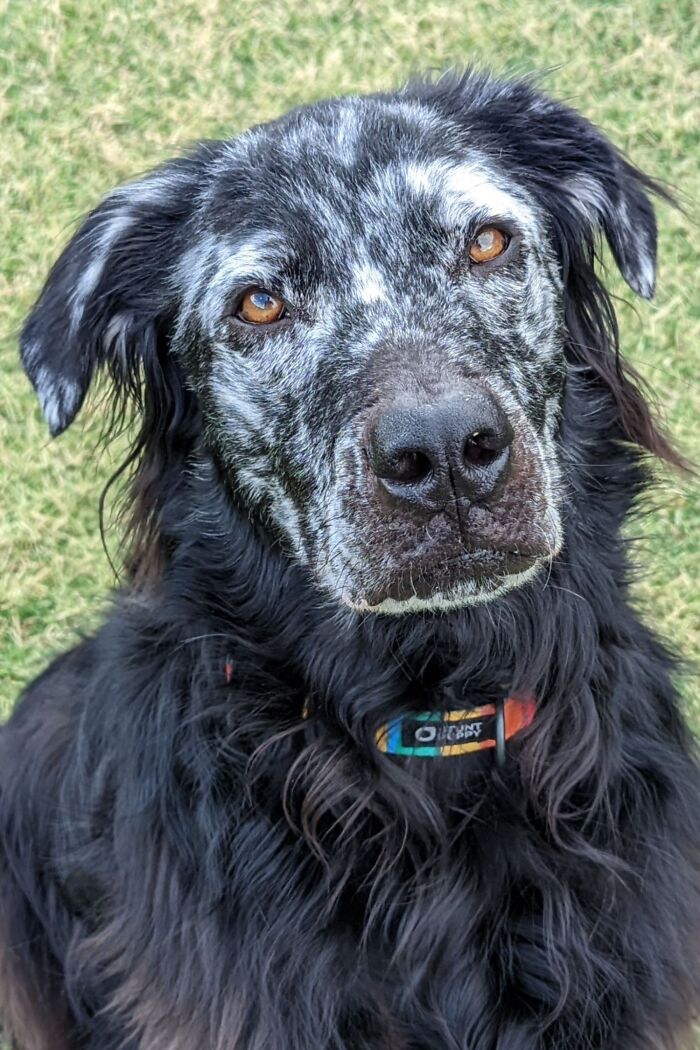 Owner Documents His Pup&rsquo;s Stunning Fur Transformation, And People Online Can&rsquo;t Get Enough