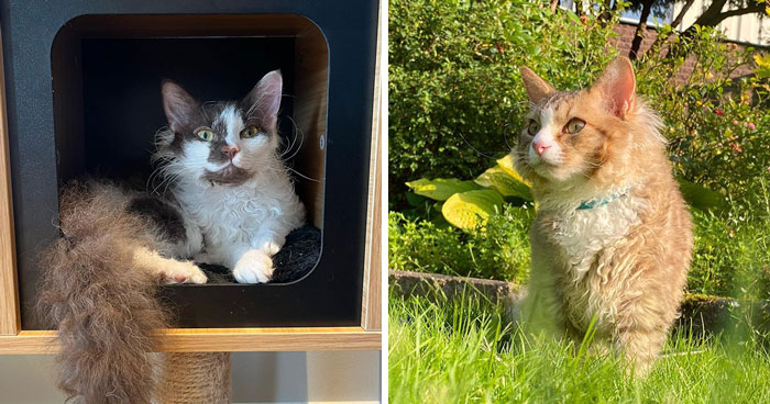 LaPerms: Breed Information, Characteristics, And Care