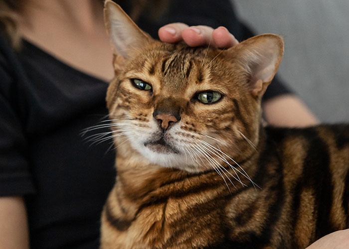 Woman Refuses To Leave Behind Her Cat To Travel Australia For A Year, Gets Dumped