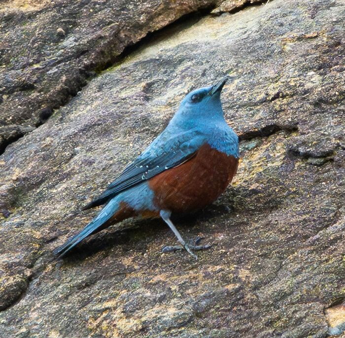 Michael Sanchez Made Birding History With His Photos Of Rare Blue Rock Thrush