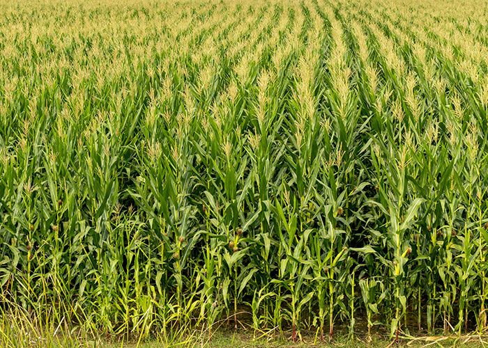 A dense cornfield stretching into the distance, symbolizing overwhelming, cringe-worthy experiences.