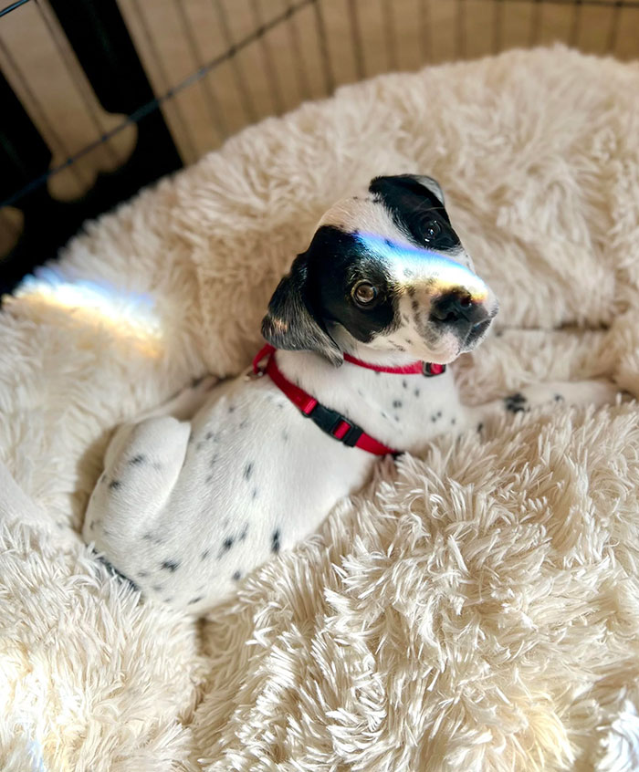 My Bb Dexter 🥹🐾❤️