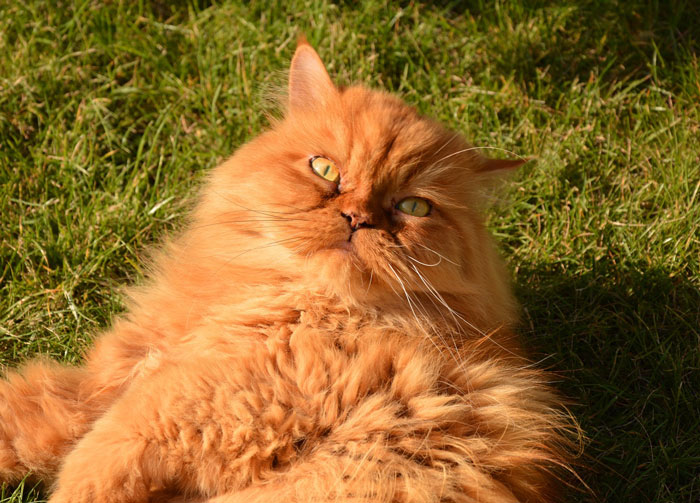 Fluffy orange cat lounging on grass with bright yellow eyes.