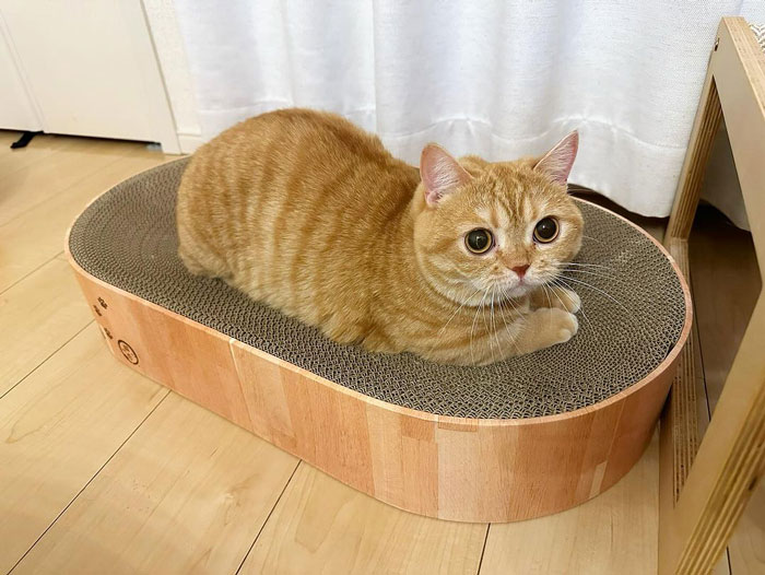 Adorable orange cat lounging on a scratch pad, displaying charming eyes.