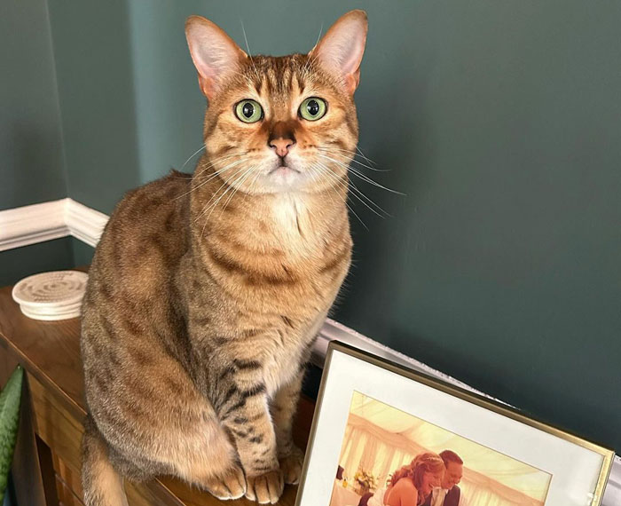 Orange cat sitting on a wooden surface, next to a framed picture, with bright green eyes.
