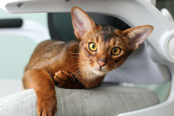 Orange cat with large ears lounging on a chair.