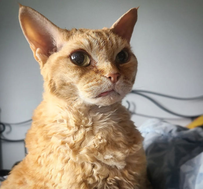 Curly-furred orange cat with prominent ears and bright eyes indoors.