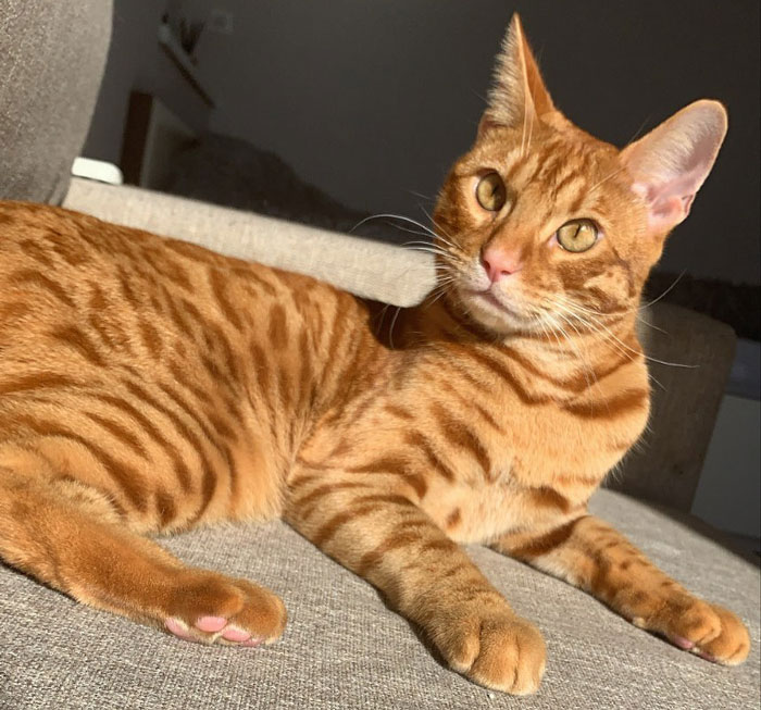 Orange tabby cat lounging on a couch, bathed in sunlight.