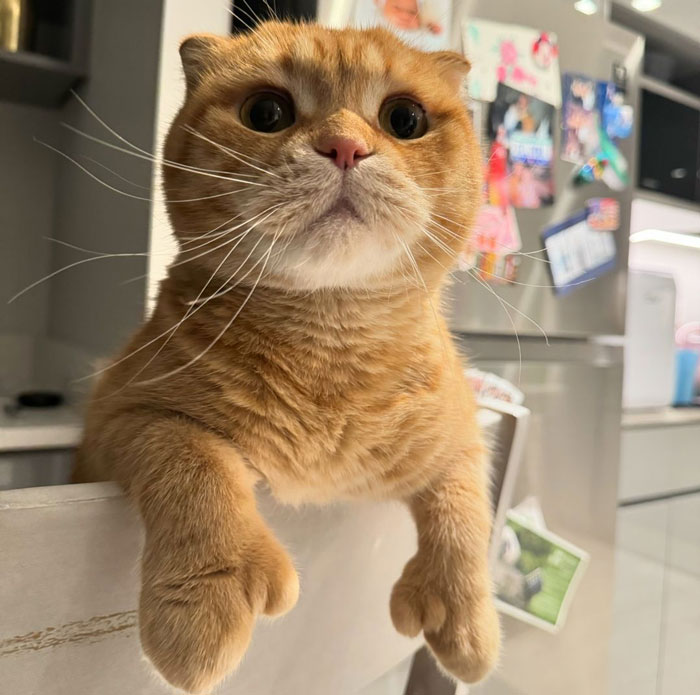 Adorable orange cat with folded ears peeking over a chair in a cozy kitchen setting.