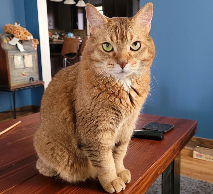 Orange cat with striking eyes sitting on a wooden table indoors.