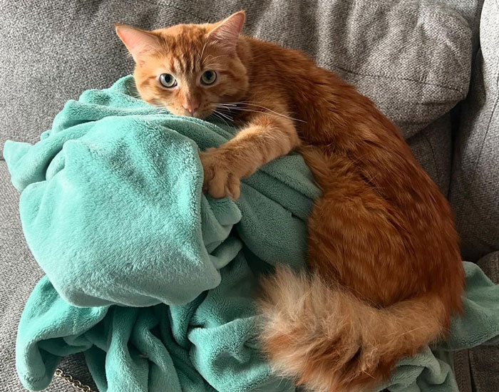 Orange cat lounging on a green blanket, showcasing charming meows and playful behavior.