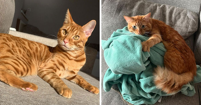 12 Orange Cat Breeds That Will Charm You with Their Meows