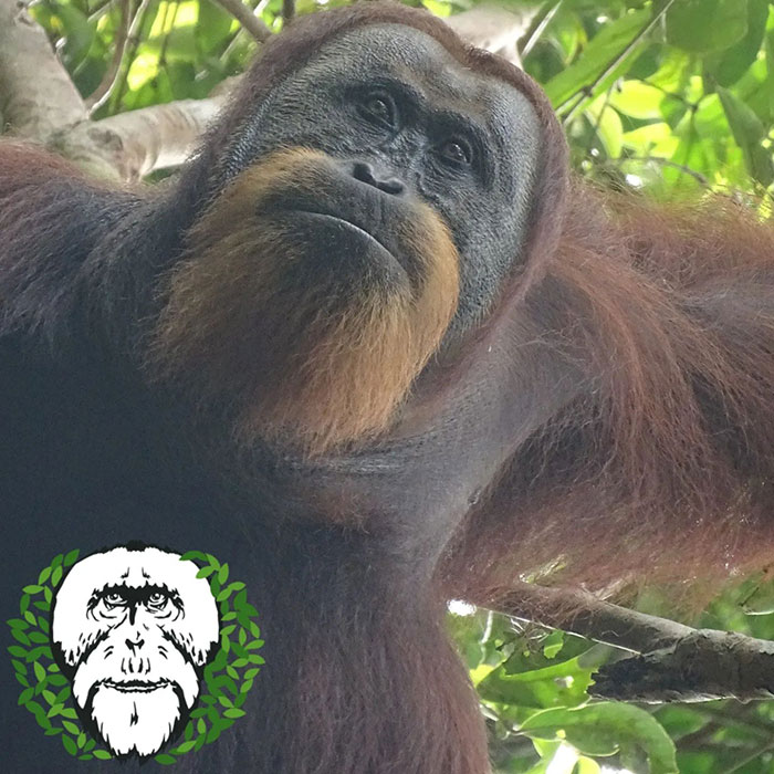 Primate Uses Plant To Treat Wound In Surprising Case Of Animal Self-Medication Primate Uses Plant To Treat Wound In Surprising Case Of Animal Self-Medication