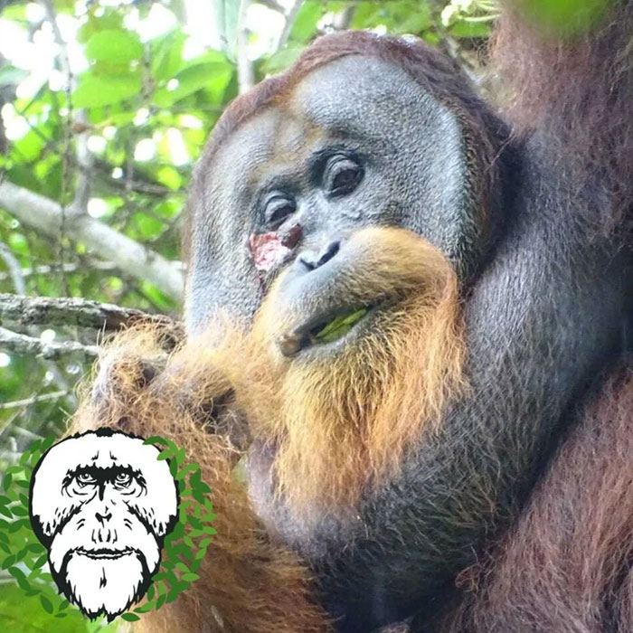 Primate Uses Plant To Treat Wound In Surprising Case Of Animal Self-Medication Primate Uses Plant To Treat Wound In Surprising Case Of Animal Self-Medication