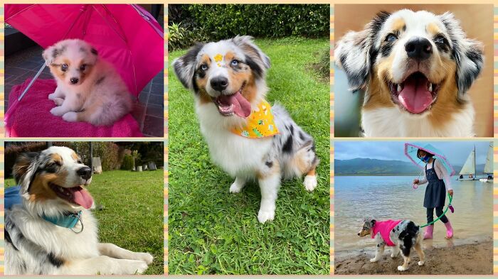 A Collage Of My Pet Olivia