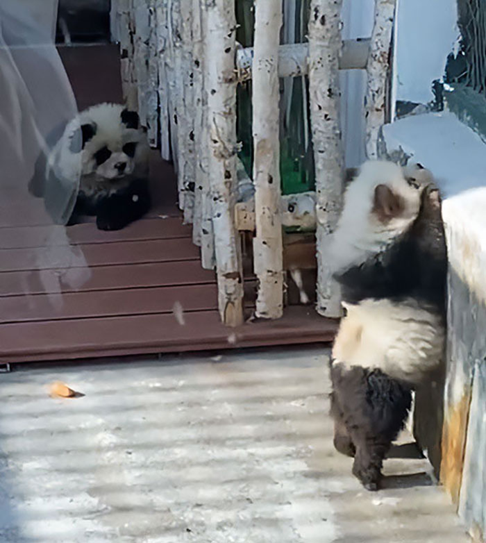 Outrage After Zoo&rsquo;s Panda Exhibit Turns Out To Be Dogs Dyed Black And White