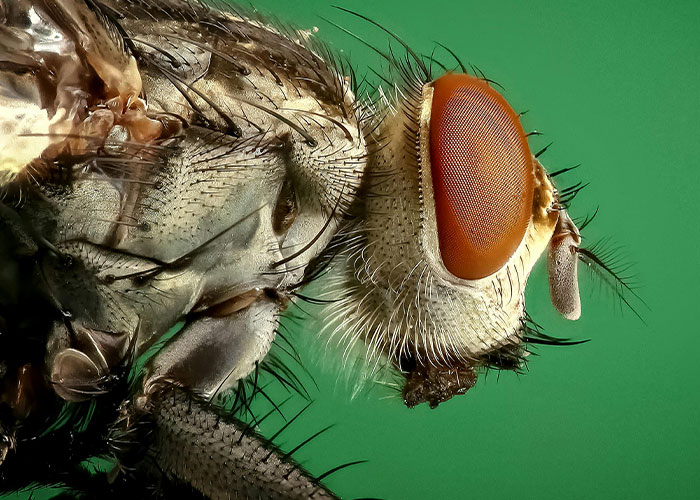&ldquo;We Will Not Eat The Bugs&rdquo;: People Outraged To Learn About Common Insect-Sourced Food Additive