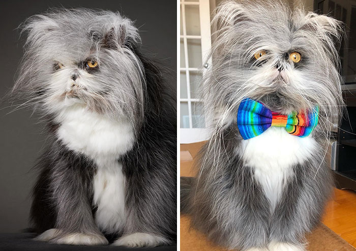 Fluffiest Of Them All: This Werewolf Cat Is Winning Hearts Worldwide
