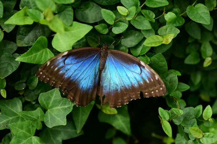 Butterflies’ Scale Nano-Structures Are So Powerful That They Don’t Fade From Ultraviolet Sun Rays Butterflies’ Scale Nano-Structures Are So Powerful That They Don’t Fade From Ultraviolet Sun Rays