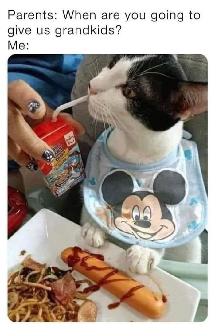 Cat wearing Mickey bib sipping juice with hotdog, representing memes for Disney adults.
