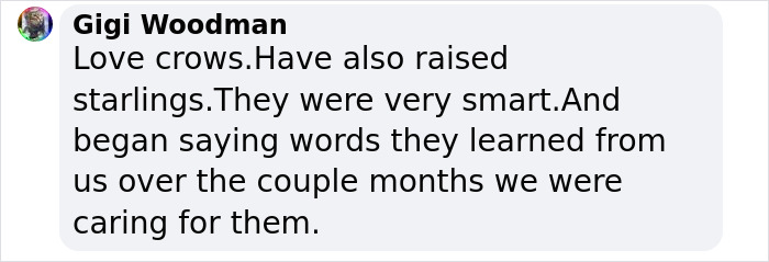Groundbreaking Study Reveals Crows Can Count&mdash;And Out Loud, No Less