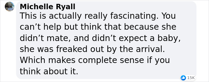 World&rsquo;s First Jaguar Cub Born By Artificial Insemination Was Eaten By Mom, Scientists Persevere