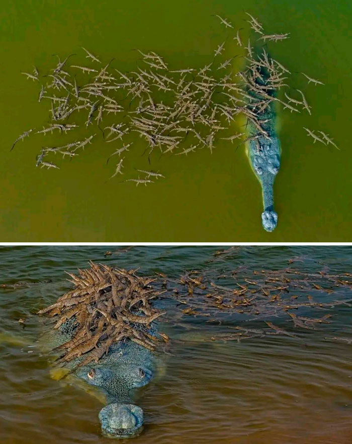 “Pics Or It Never Happened”: 50 Things That Might Be Hard To Believe Without Evidence