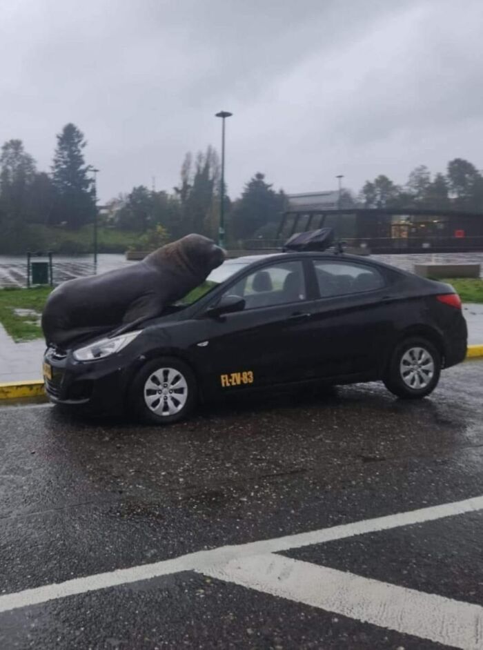 “Pics Or It Never Happened”: 50 Things That Might Be Hard To Believe Without Evidence