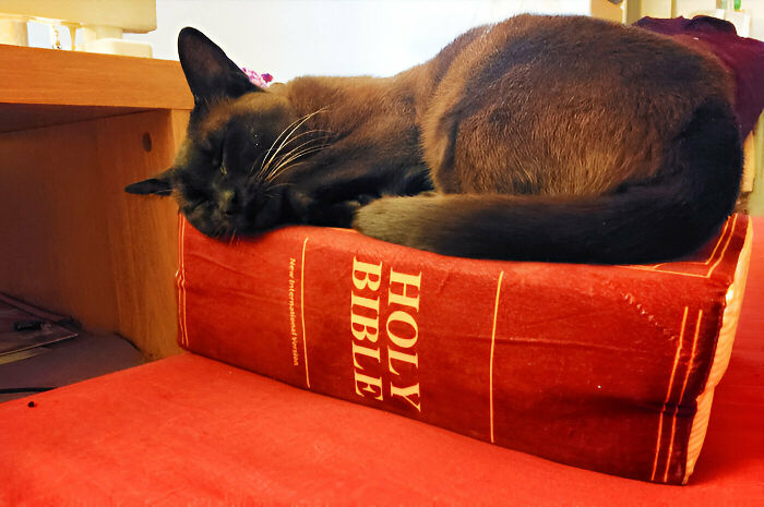 Siamese cat sleeping peacefully on a large Holy Bible book pillow, showing a hilariously blessed cat moment.
