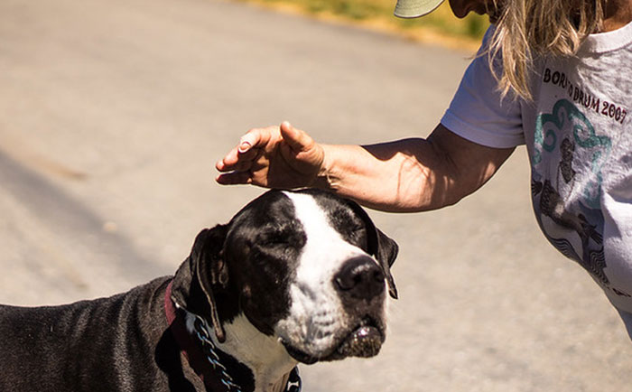 Parent Wants Service Dog Moved For "Baby Boy's" Window Seat, Gets A Reality Check