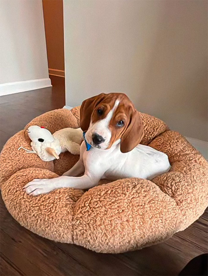 Woman Stunned To Find Her Dog Up For Adoption A Year After She Had Him Put Down Woman Stunned To Find Her Dog Up For Adoption A Year After She Had Him Put Down