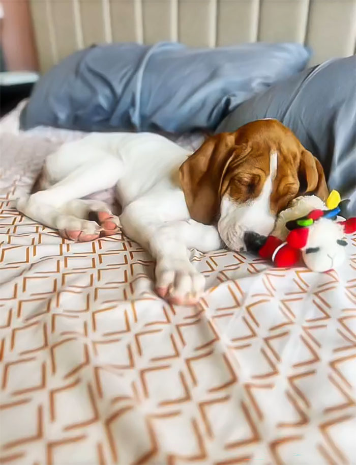 Woman Stunned To Find Her Dog Up For Adoption A Year After She Had Him Put Down Woman Stunned To Find Her Dog Up For Adoption A Year After She Had Him Put Down