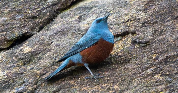 Michael Sanchez Made Birding History With His Photos Of Rare Blue Rock Thrush