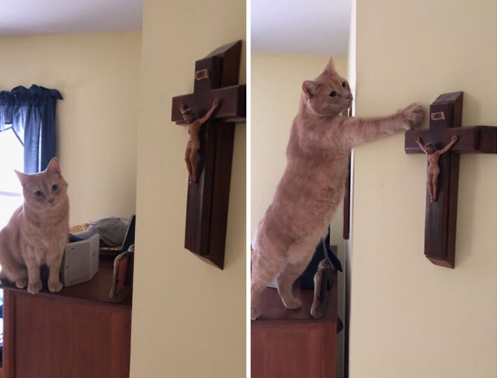 Orange cat touching a wooden cross hanging on a wall, a hilariously blessed moment proving cats are godsent.