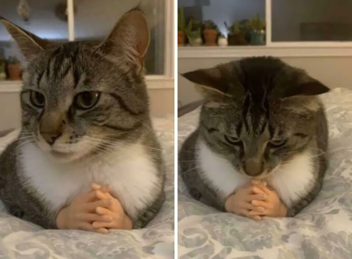 Tabby cat with tiny human hands, creating a hilariously blessed look that proves cats are godsent and adorable.